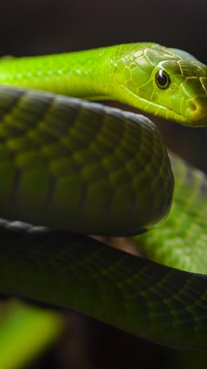 slangen_groenemamba