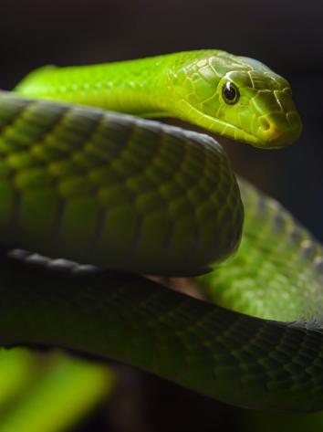 slangen_groenemamba