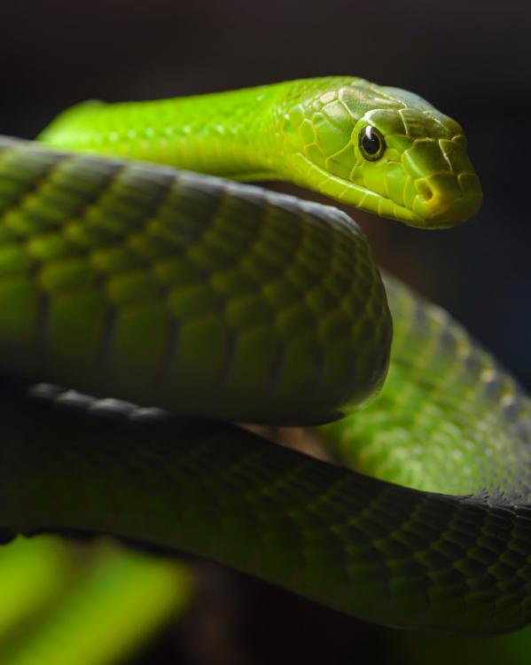 slangen_groenemamba