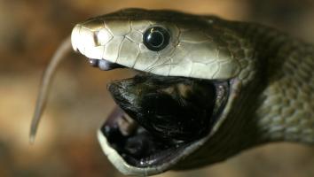 zwarte mamba