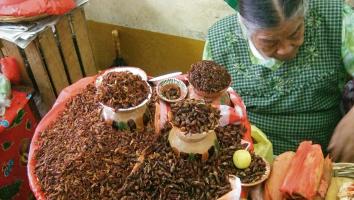 Insecten als dagelijkse kost