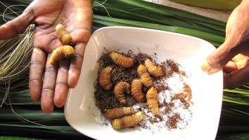 Insecten als dagelijkse kost