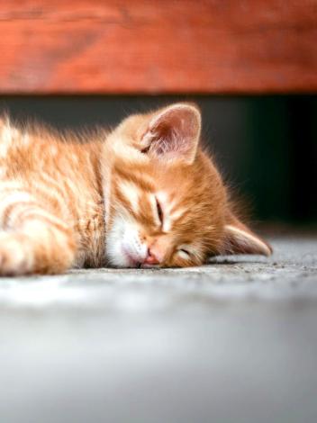 poes