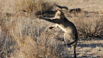 Afrikaanse wilde kat