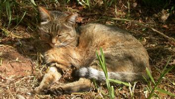 Zuid-Afrikaanse wilde kat