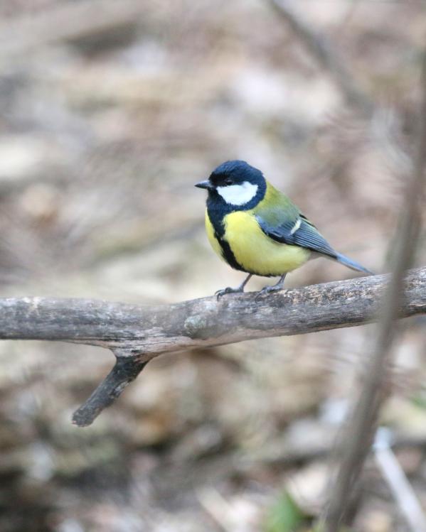 normaleverdeling_mees