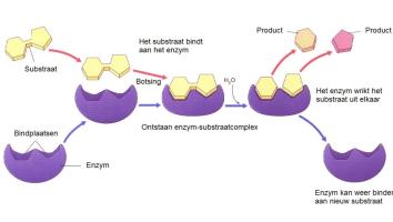 Ontstaan enzym-substratcomplex
