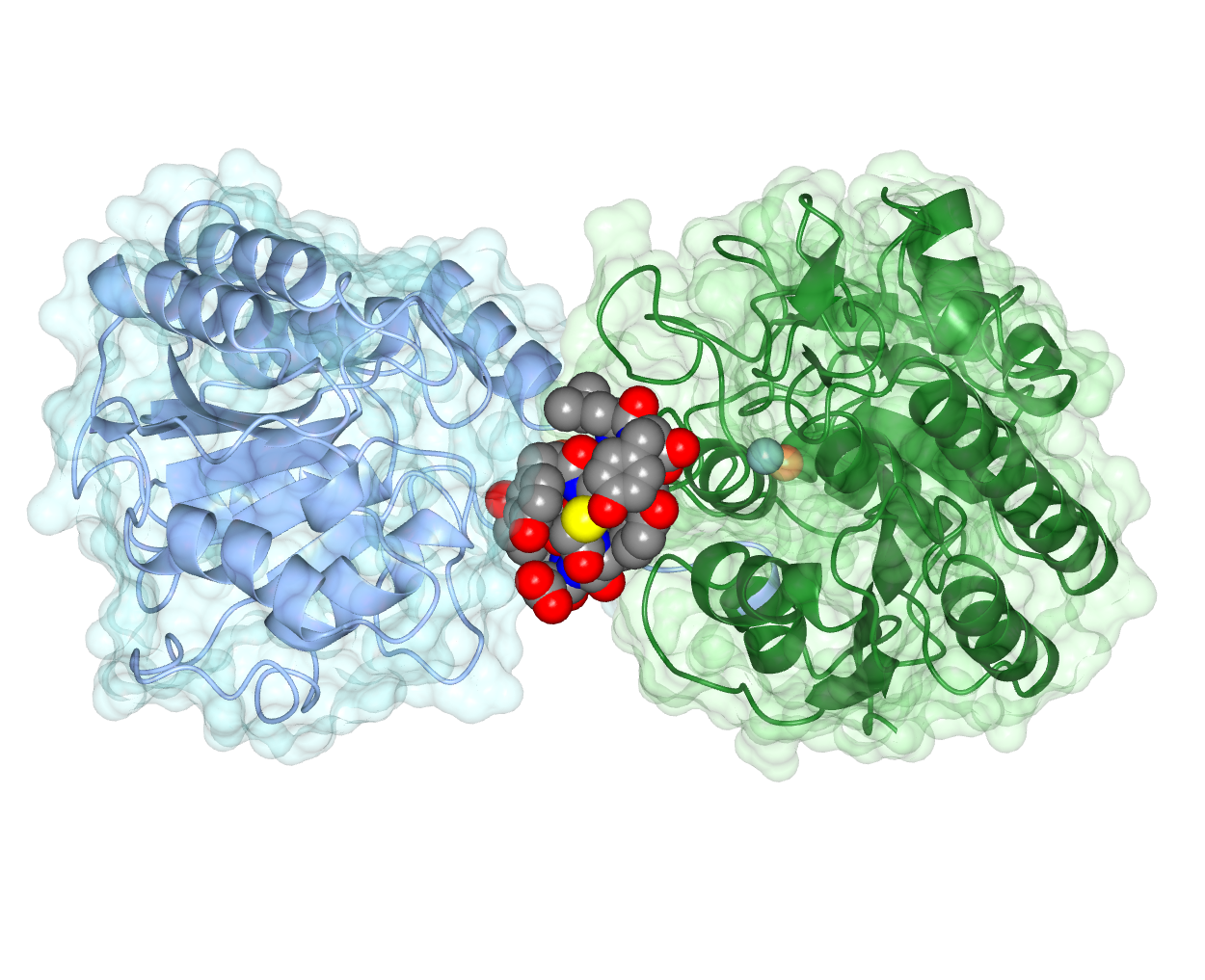 Enzymen_openingsfoto