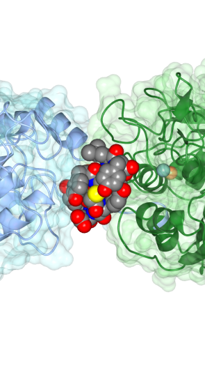 Enzymen_openingsfoto