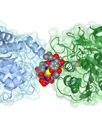 Enzymen_openingsfoto
