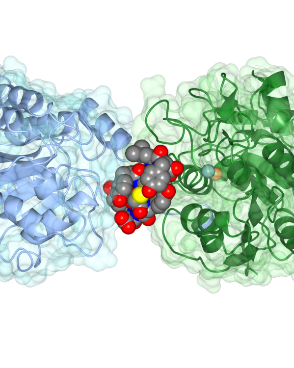 Enzymen_openingsfoto