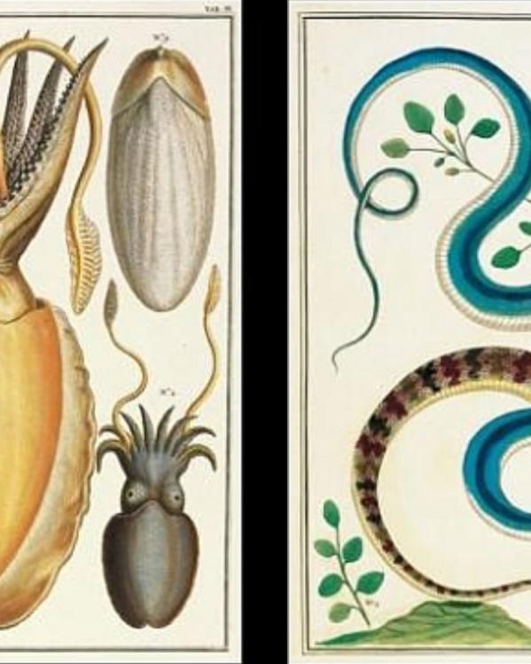 Albertus Seba - Rariteitenkabinet