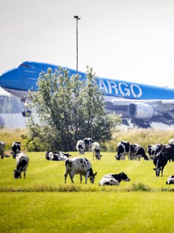 koeien grazen op een weiland, met daarachter een opstijgend vliegtuig