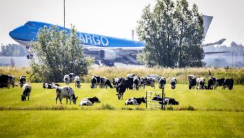 koeien grazen op een weiland, met daarachter een opstijgend vliegtuig
