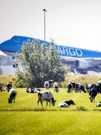 koeien grazen op een weiland, met daarachter een opstijgend vliegtuig