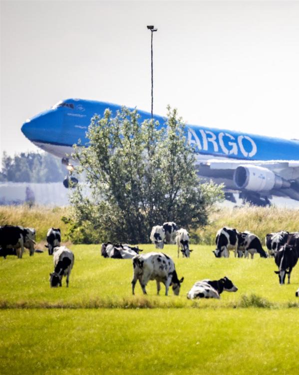 koeien grazen op een weiland, met daarachter een opstijgend vliegtuig