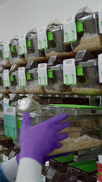 2_vaccintest_proefdier