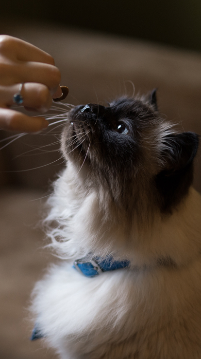 Een kat krijgt een beloning.