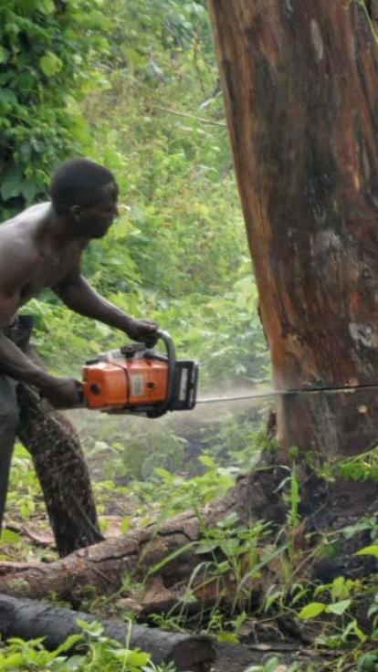 Een man zaagt een boom om met een kettingzaag