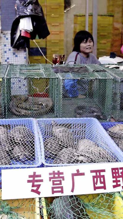 onstaan_corona_beesten_markt