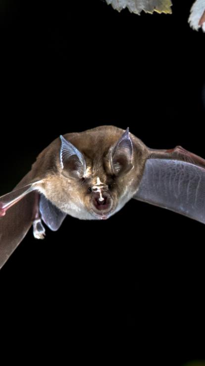 6_complottheorieën_vleermuis