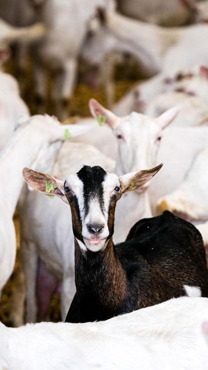 Zoönosen_geitenstal