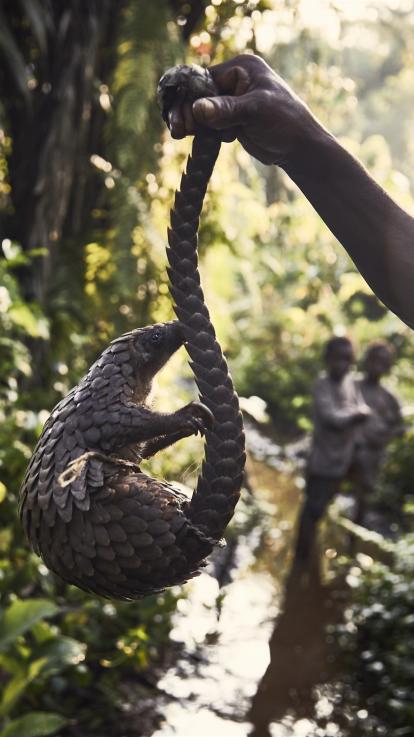 6_volgendepandemie_ontbossingdieren