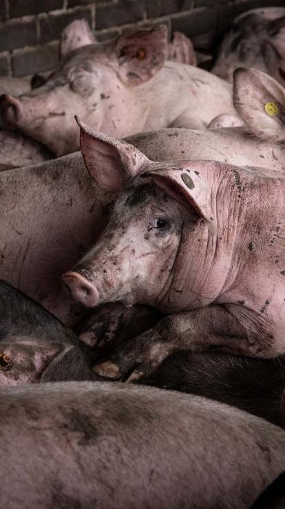 Varkens dicht bij elkaar in een stal.