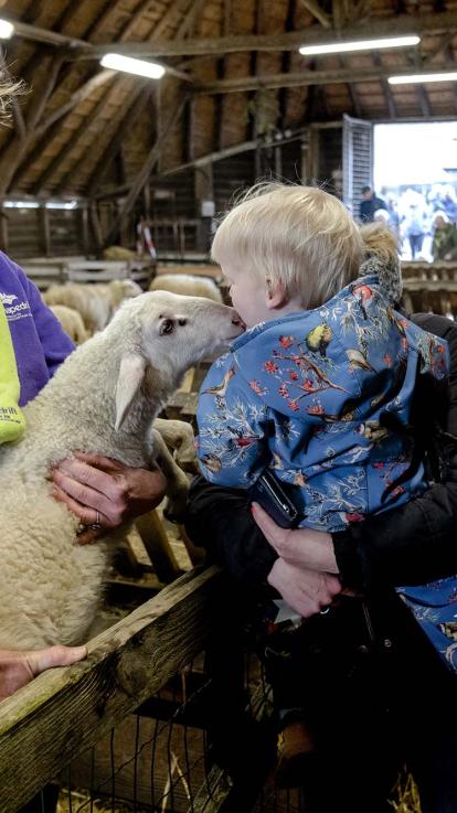 Klein kindje geeft kusje aan een lammetje.
