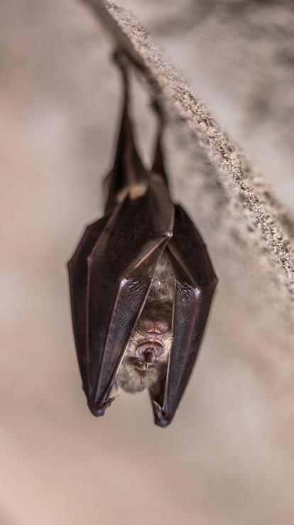 vleermuis hangt aan boom