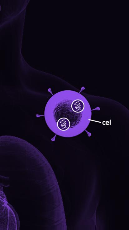RNA wordt getransporteerd naar je cellen en je gaat spike-eiwitten maken