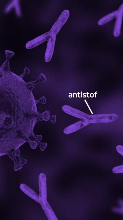 antistoffen maken tegen coronavirus