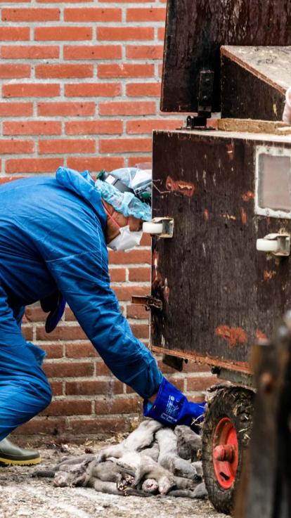 Een specialist ruimt dode nertsen op bij een nertsenbedrijf