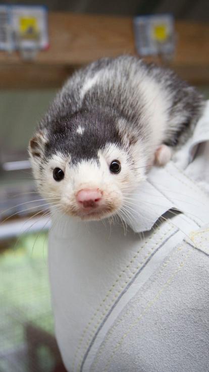 Een nerts in een nertsenbedrijf