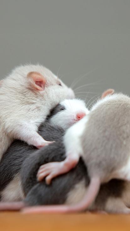 Een aantal ratten liggen over elkaar heen te spelen