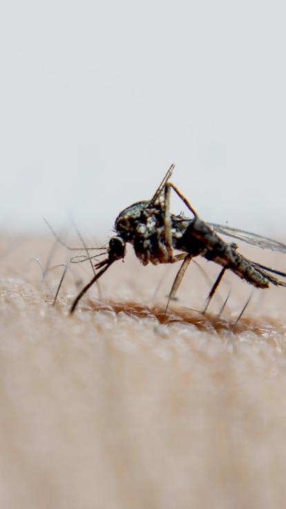 een mug die bloed zuigt op iemands arm