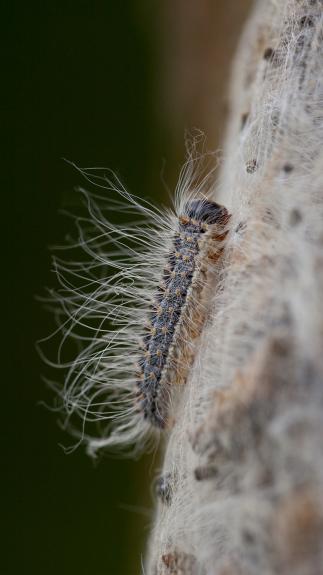 eikebprocessierups met brandharen kruipt omhoog op een boom