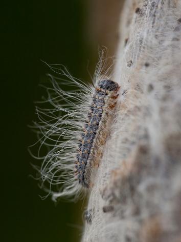 eikebprocessierups met brandharen kruipt omhoog op een boom