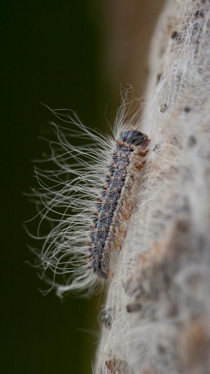 eikebprocessierups met brandharen kruipt omhoog op een boom