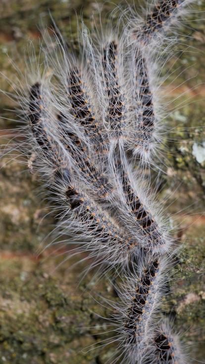 processierupsen kruipen samen in eikenboom