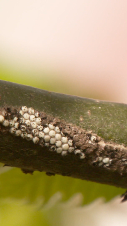 eitjes waar de eikenprocessierups uitkomt