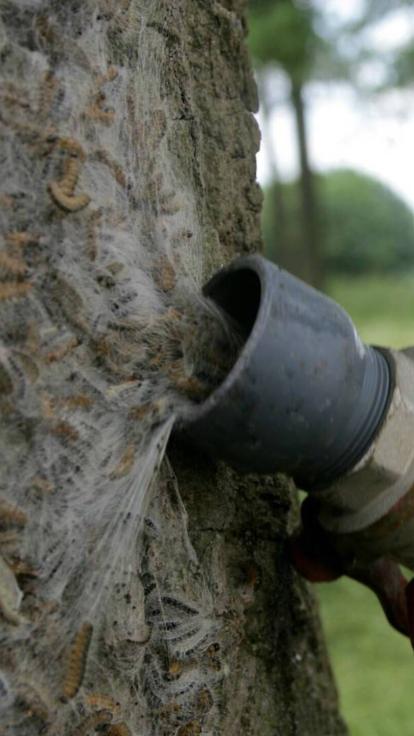 eikenprocessierupsen worden van de eik afgezogen en daarna verbrand