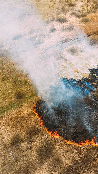 bosbrand ontstaan door boskap