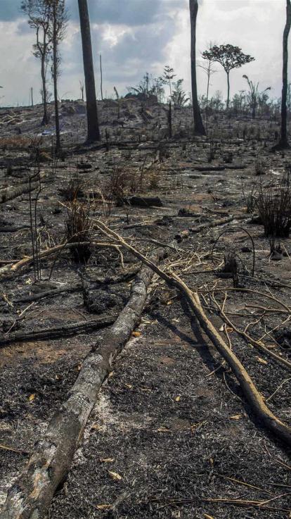 groot stuk afgebrand bos door hevige bosbranden