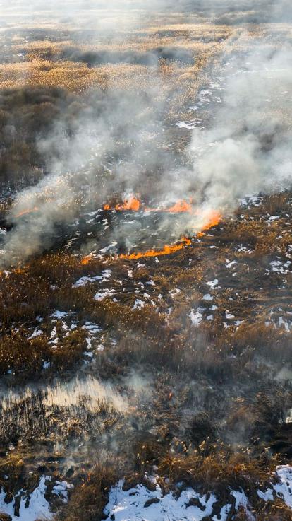 zombiebrand die overwintert heeft onder de sneeuw laait nu weer op