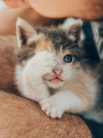 kitten