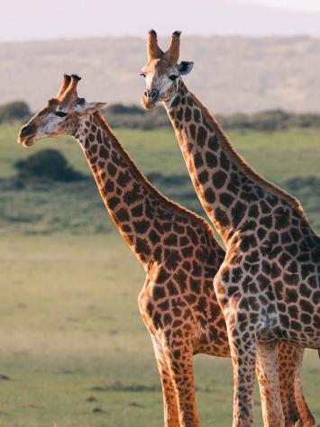 giraffe