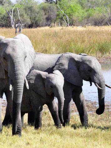 olifant