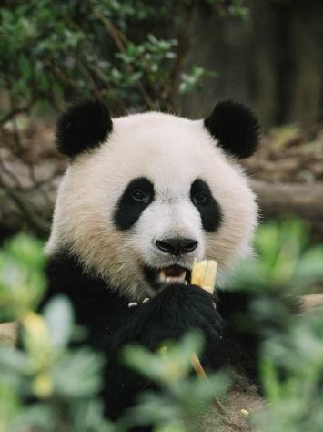panda