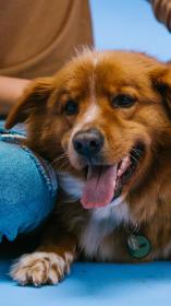 hond wordt geaaid door baasje